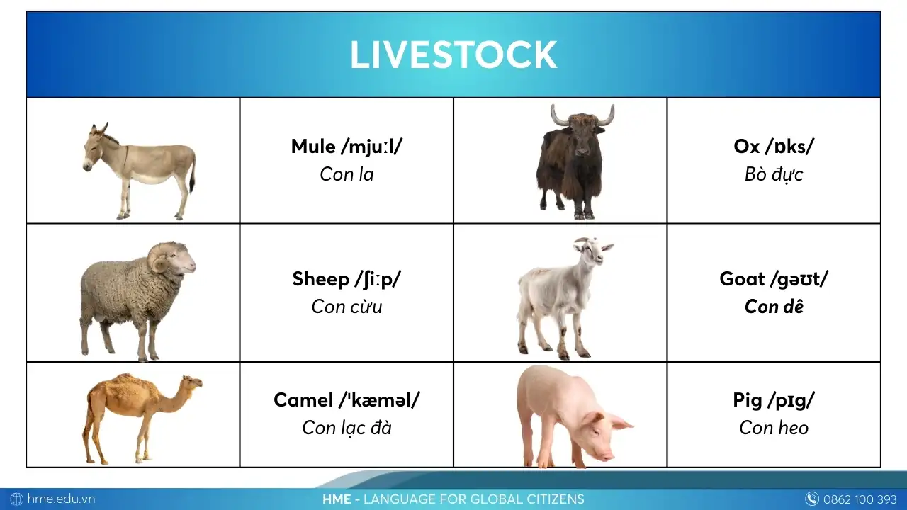 Từ vựng Livestock các con vật bằng tiếng Anh