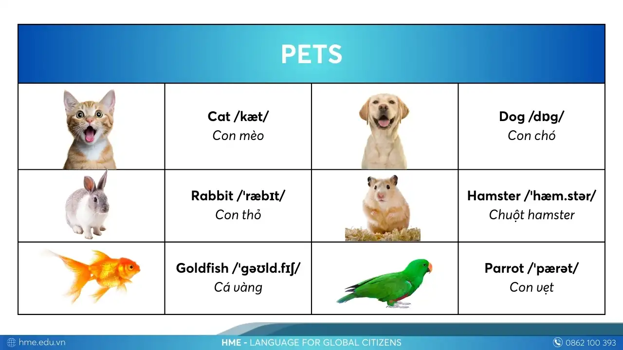 Từ vựng Pets các con vật bằng tiếng Anh