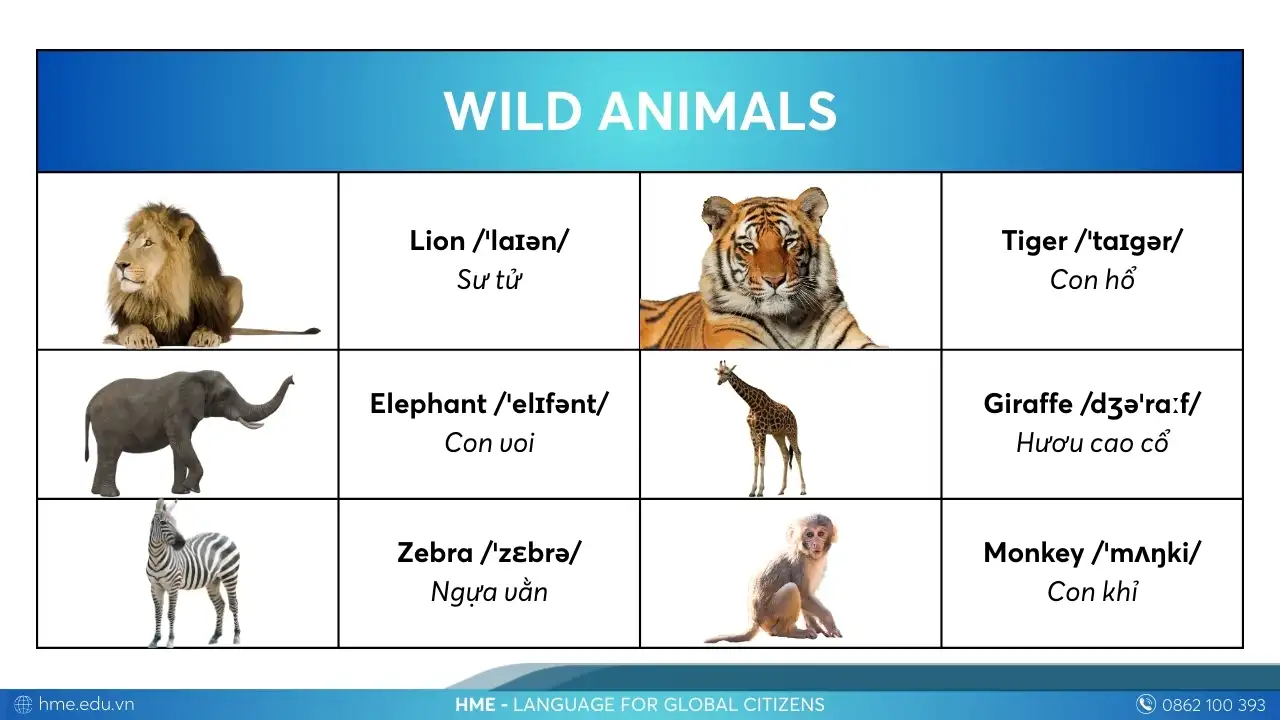 Từ vựng Wild Animals các con vật bằng tiếng Anh