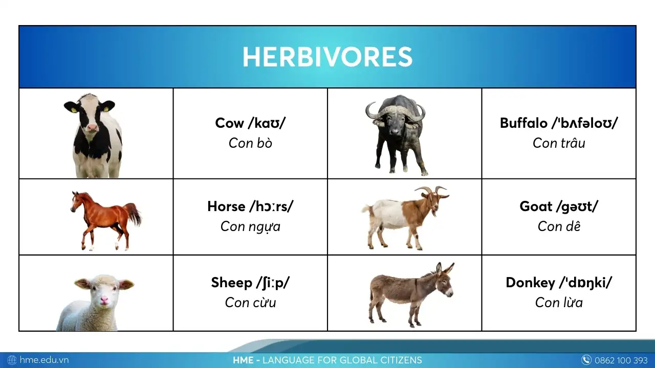 Từ vựng Herbivores các con vật bằng tiếng Anh