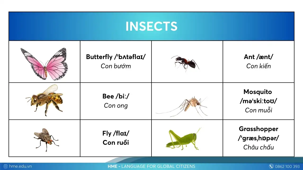 Từ vựng Insects các con vật bằng tiếng Anh