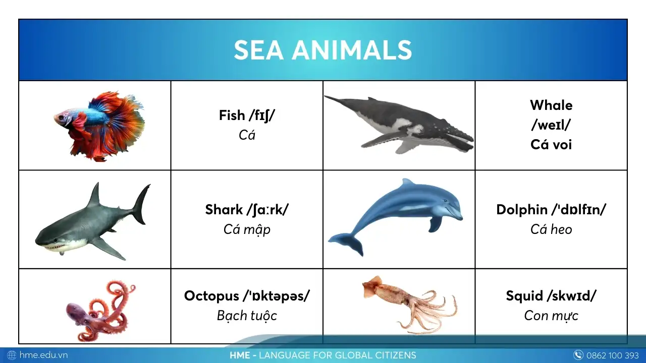 Từ vựng Sea Animals các con vật bằng tiếng Anh