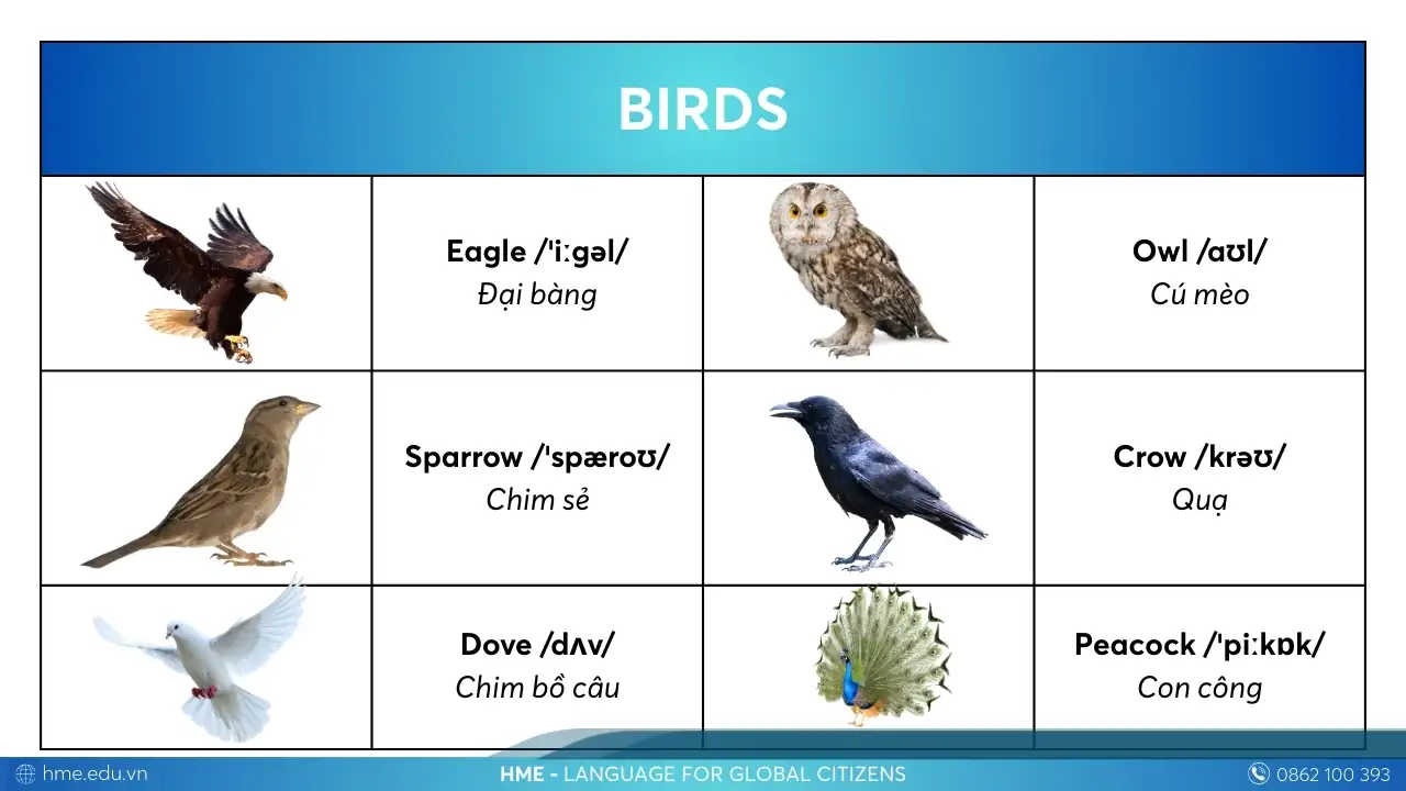 Từ vựng Birds các con vật bằng tiếng Anh