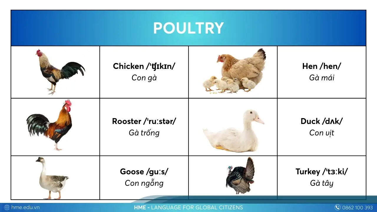 Từ vựng Poultry các con vật bằng tiếng Anh